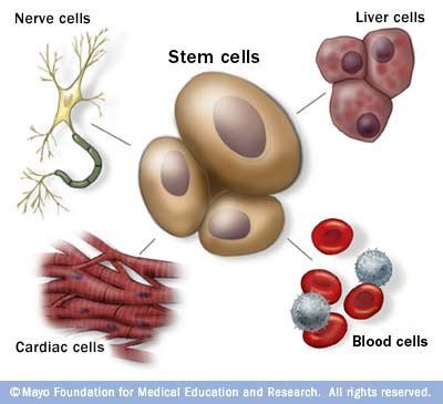 Stem cells as the body