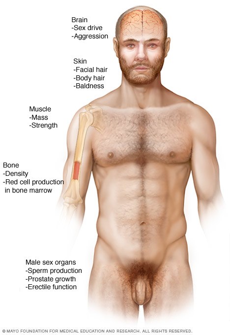 The influence of testosterone in men