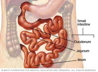 Small intestine — duodenum, jejunum and ileum